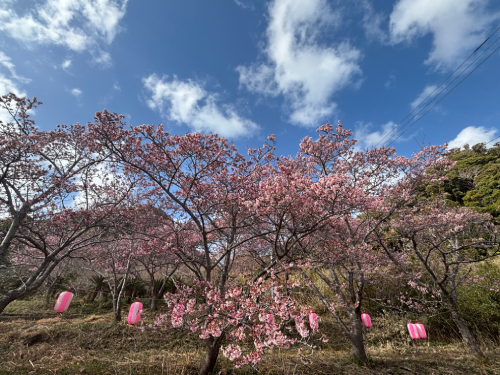 抱湖園早桜